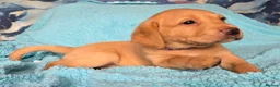 Labrador Retriever dogs for sale: 3 puppies available field trial champs. bloodline - Advert 2