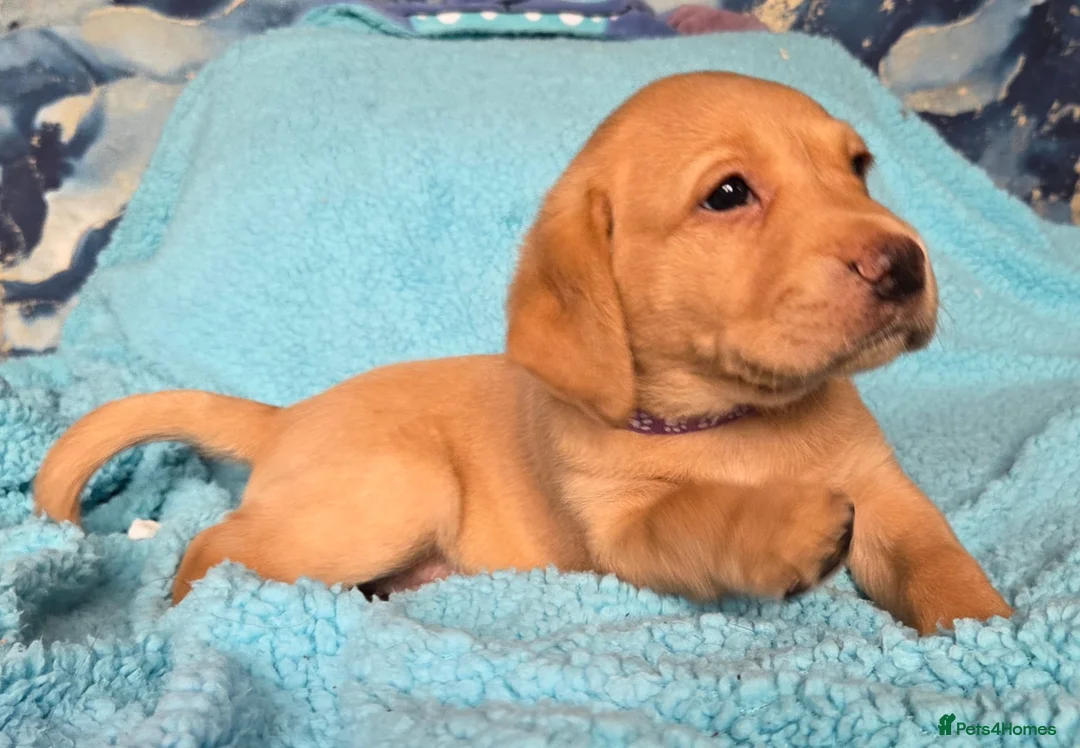 Labrador Retriever dogs for sale: 3 puppies available field trial champs. bloodline - Advert 2