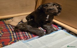 Cocker Spaniel dogs for sale: Chocolate cocker spaniels puppies  - Image 2
