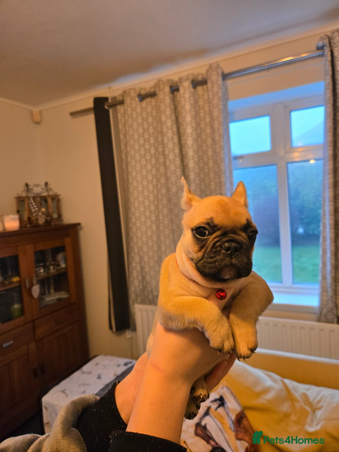 French Bulldog dogs for sale: French bulldog puppies.  - Advert 17