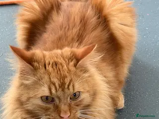 Mixed Breed cats 2 mixed Maine coons and 1 main coon - Advert 1