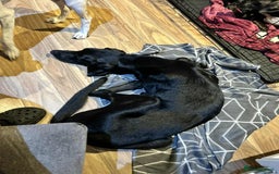 Mixed Breed dogs for adoption: NERO ❤️ lovable Goof ball  - Image 6