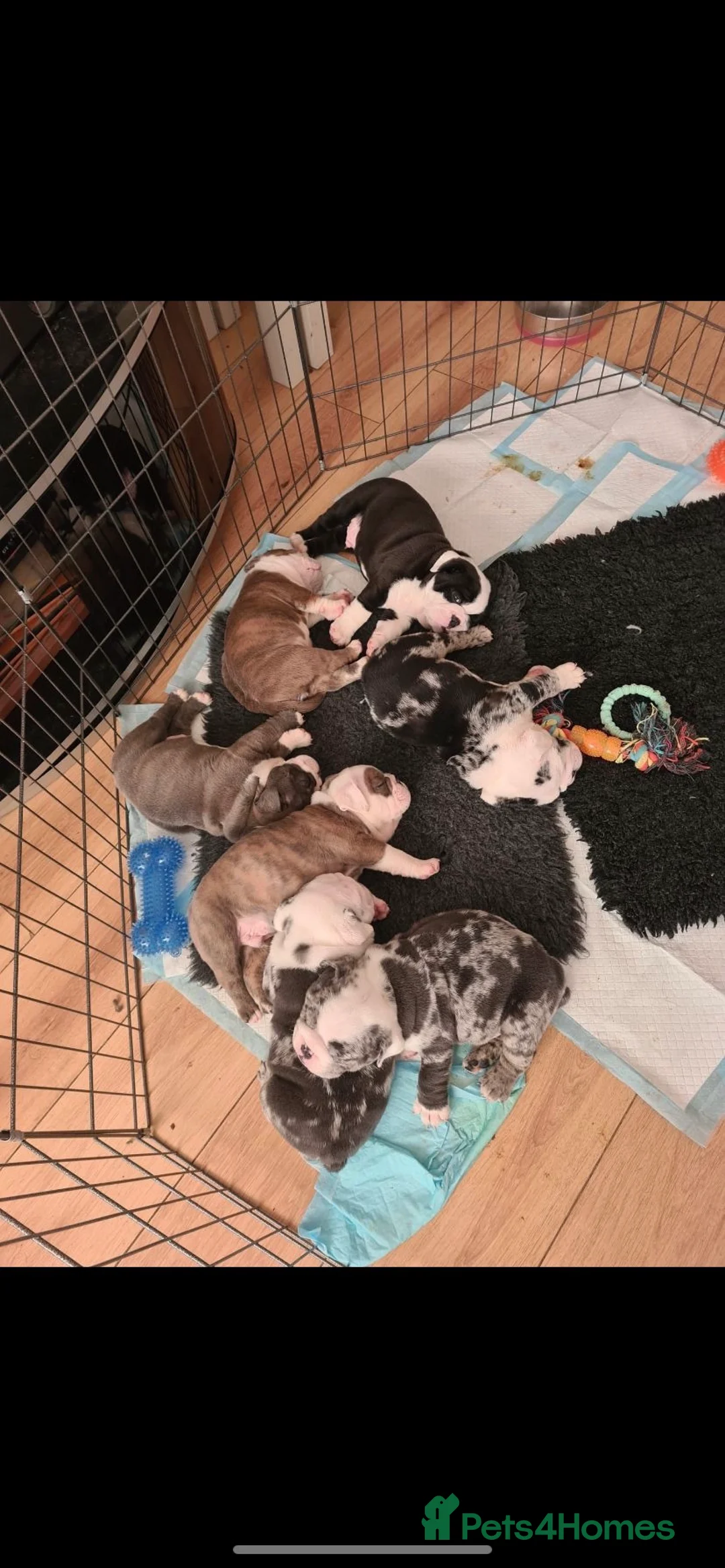 English Bulldog dogs for stud: PROVEN -SHRINKABULLS bloodline.  in Coventry - Advert 11