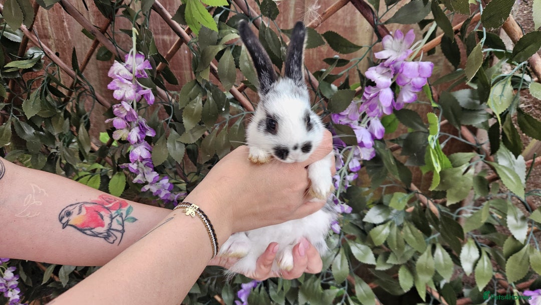 Mini Lop rabbits for sale: Baby Rabbits - Mini Lop X Mini Rex 🐰  - Image 7