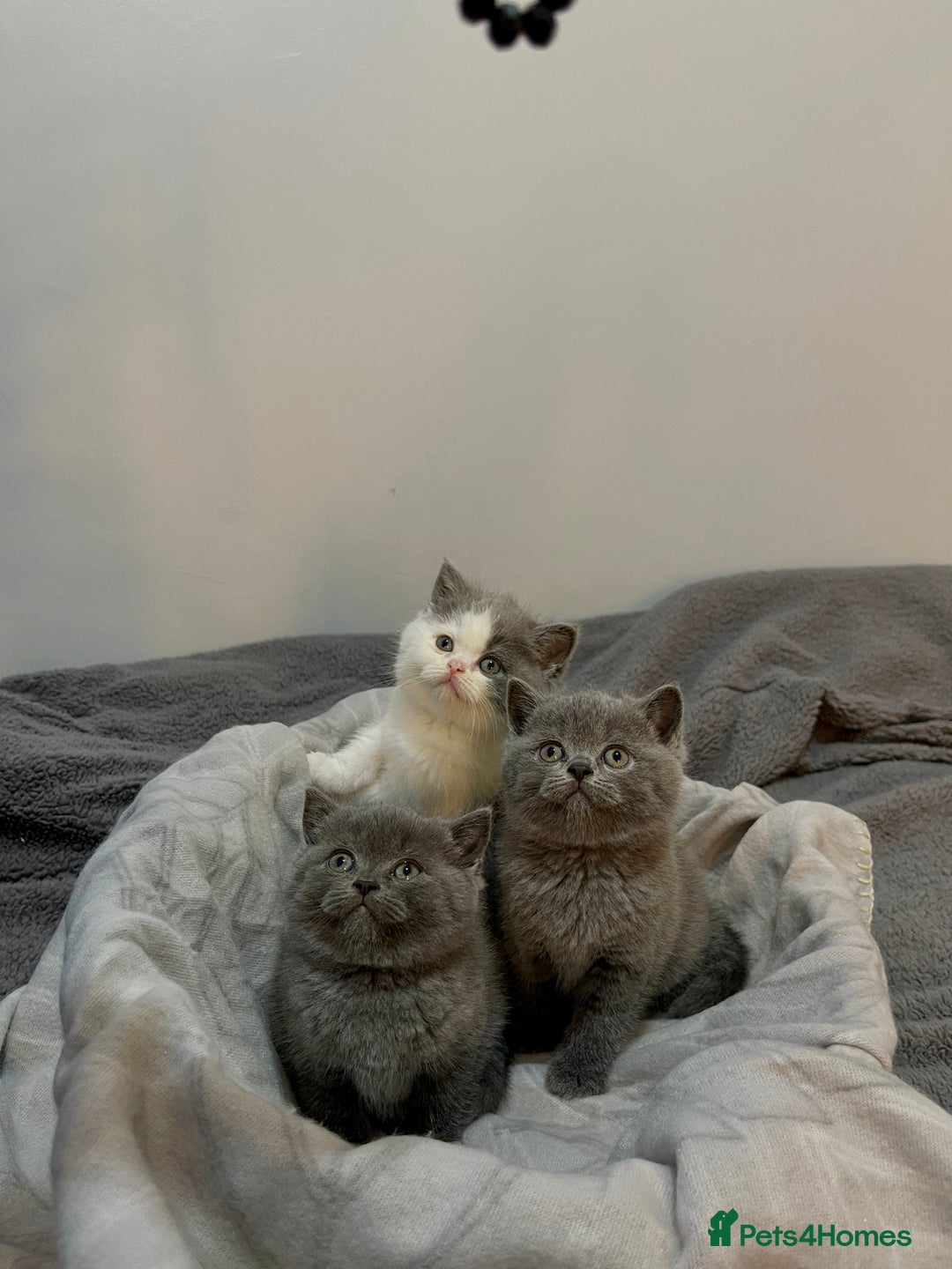 British Shorthair cats for sale: Beautiful British shorthair kittens 🐈  - Advert 3