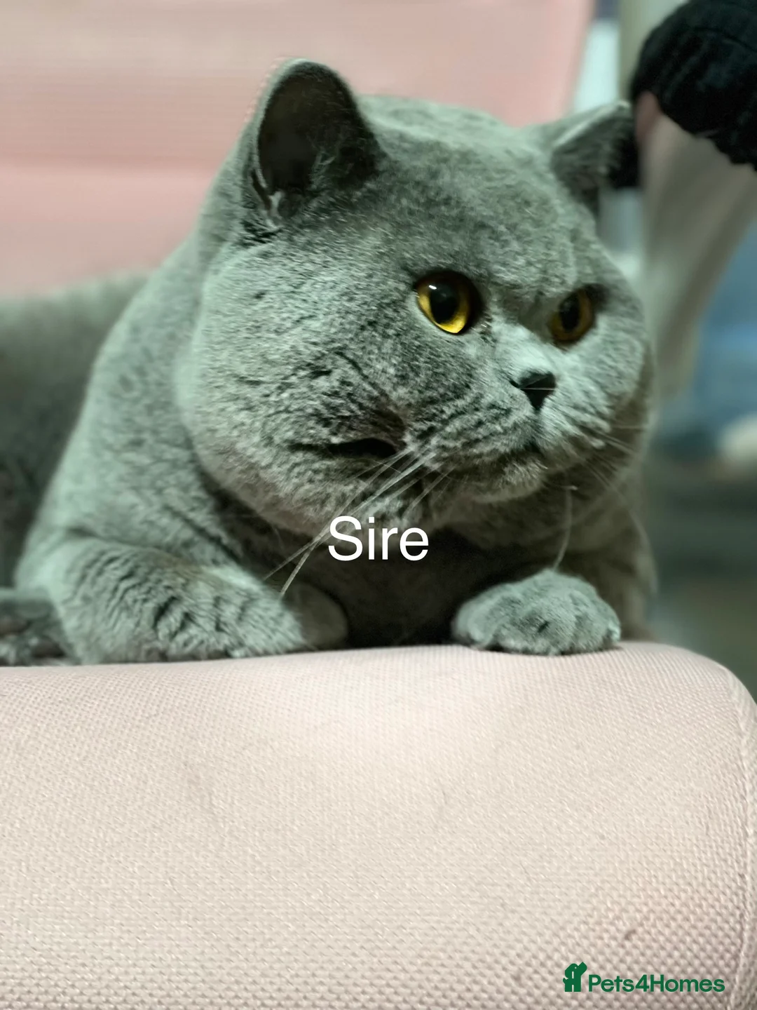 British Shorthair cats for sale: Superior BSH Kittens GCCF Reg - Advert 6