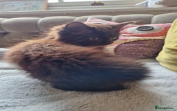Mixed Breed cats for sale: Amazing fluff balls - Image 10