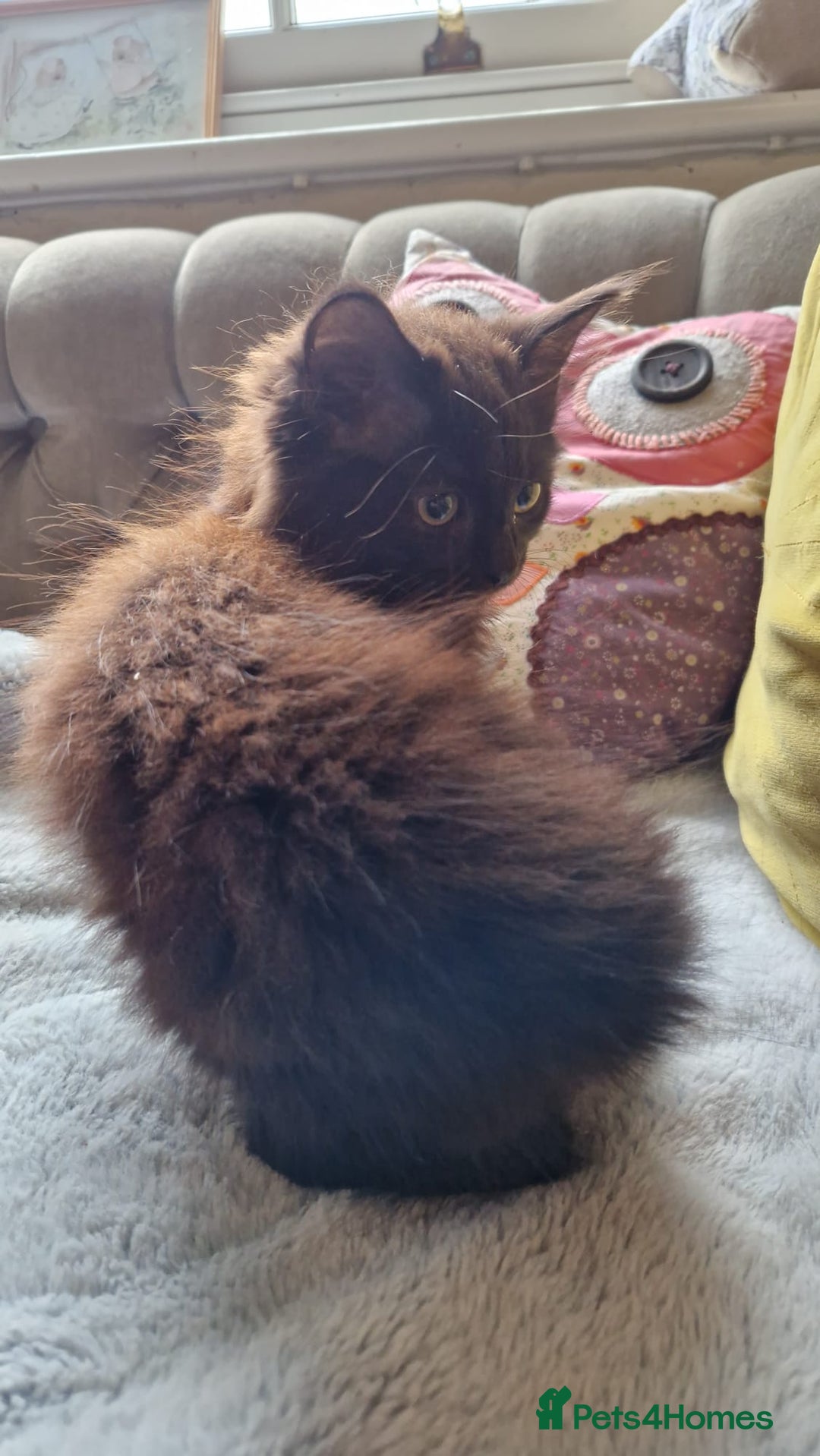 Mixed Breed cats for sale: Amazing fluff balls - Image 10