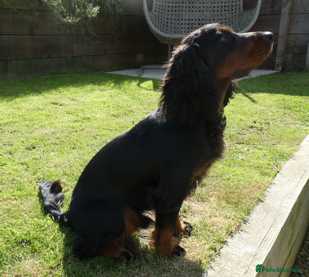 Cocker Spaniel dogs for stud: Black & tan KC Cocker Spaniel offered at stud - Image 2