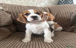 Beagle dogs for sale: 2 stunning Beagle Puppies, ready now in Sidcup - Image 18