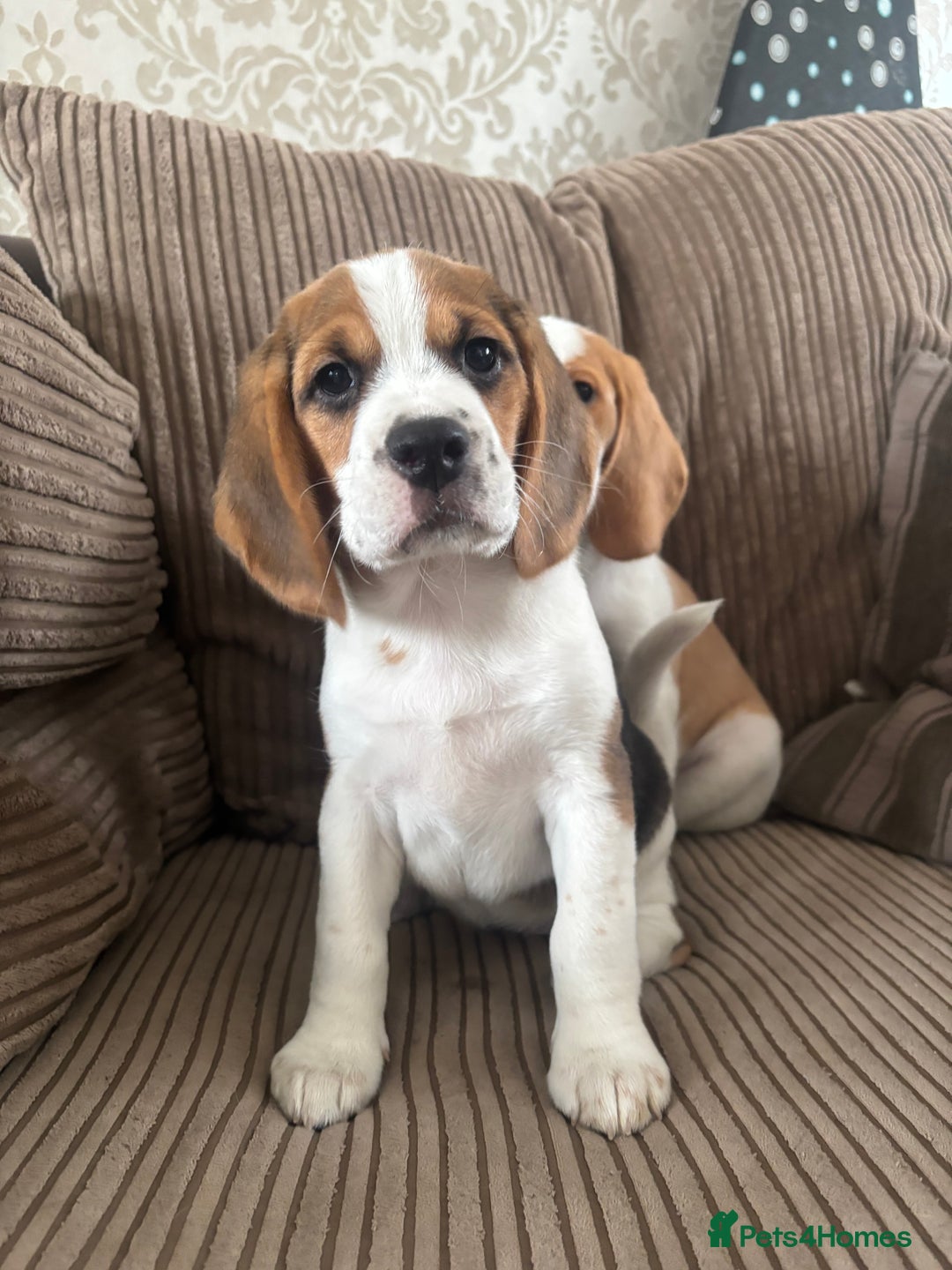 Beagle dogs for sale: 2 stunning Beagle Puppies, ready now in Sidcup - Image 18