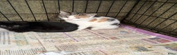 Mixed Breed cats for sale: Mixed rescue kittens  - Advert 2