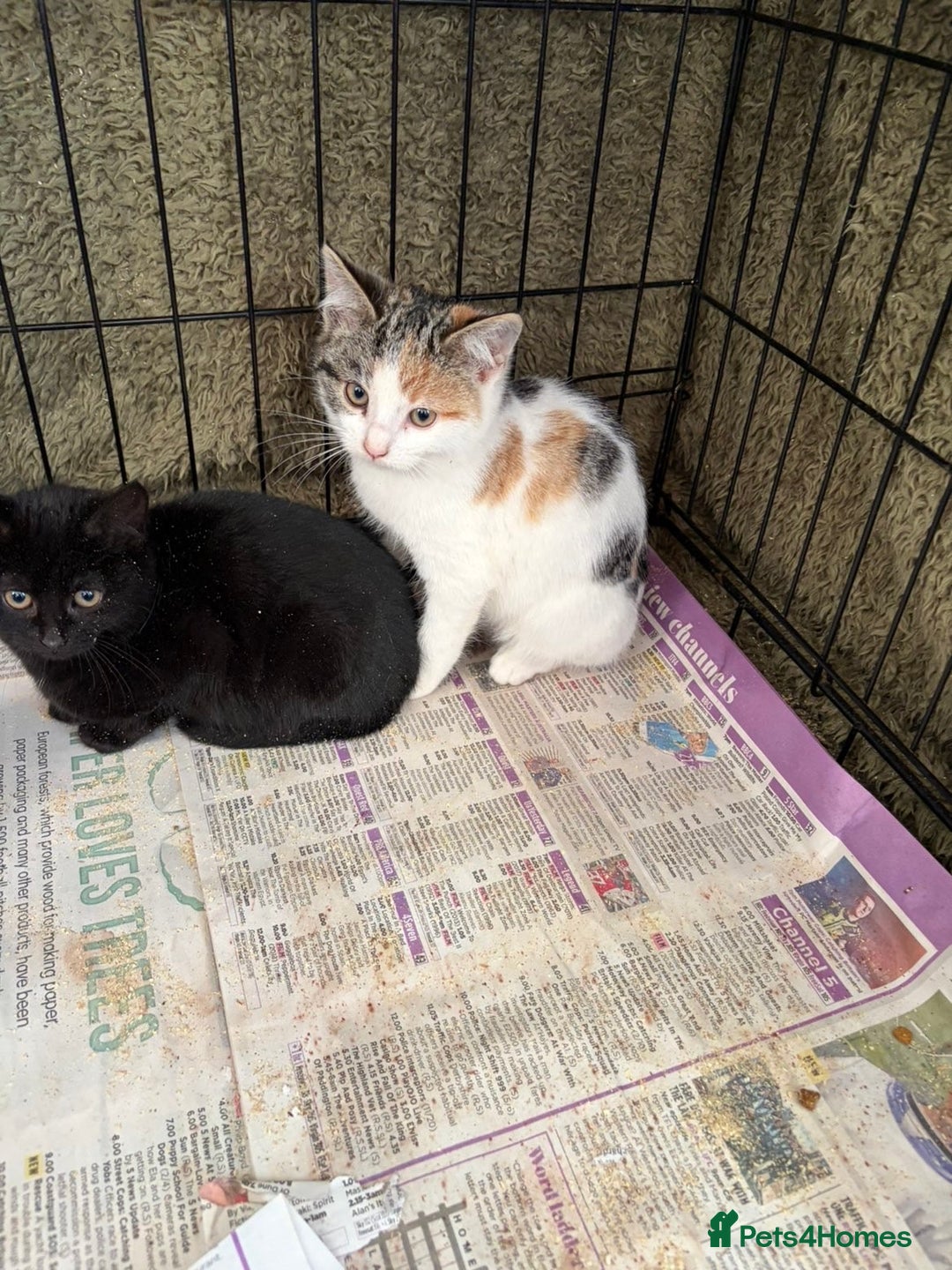 Mixed Breed cats for sale: Mixed rescue kittens  - Advert 2