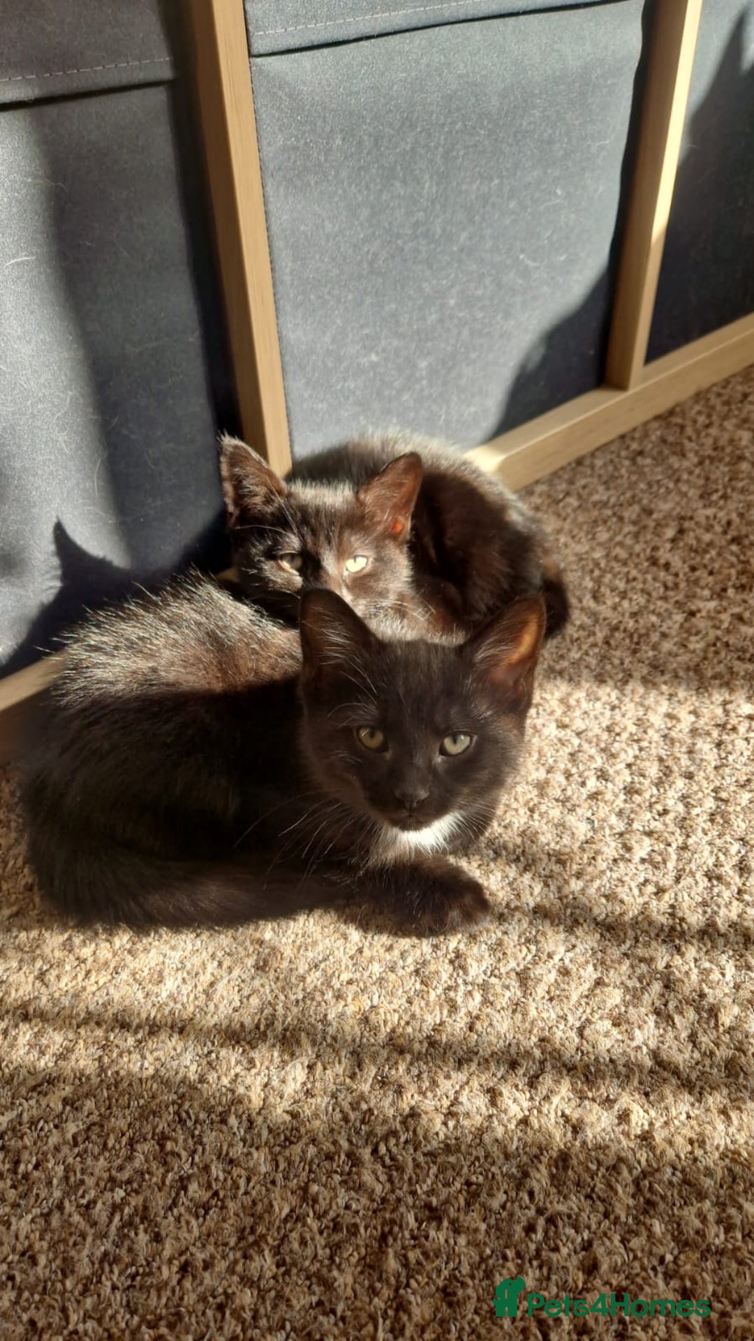 British Shorthair cats for sale: 🐾Two Adorable Kittens🐾 - Image 1