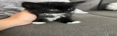 Black and white fluffy female 