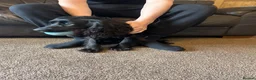Cocker Spaniel dogs for sale: Lillie- Beautiful 2yr Old Cocker Spanial Girl - Advert 5