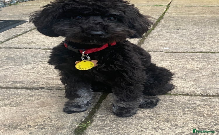 Miniature Poodle dogs - Advert 3