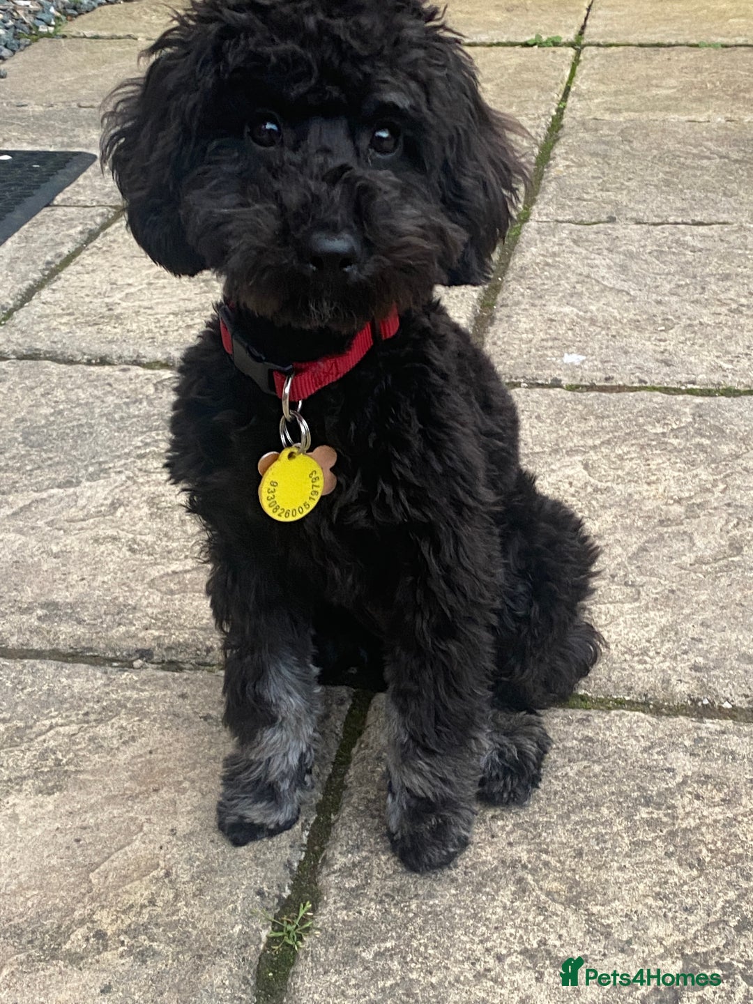Miniature Poodle dogs for sale: Beautiful toy poodle  - Image 1