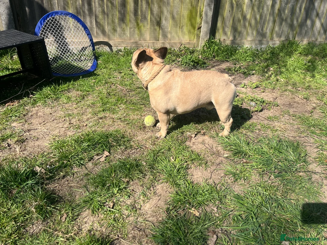 French Bulldog dogs for stud: Denzel- Open for Stud- PROVEN. Son of Super Ted  in Gillingham - Advert 4