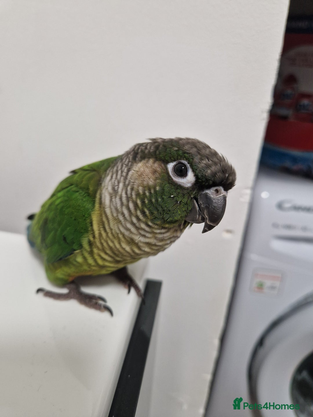 Conures birds for sale: Female conure 5 Months Old - Advert 13