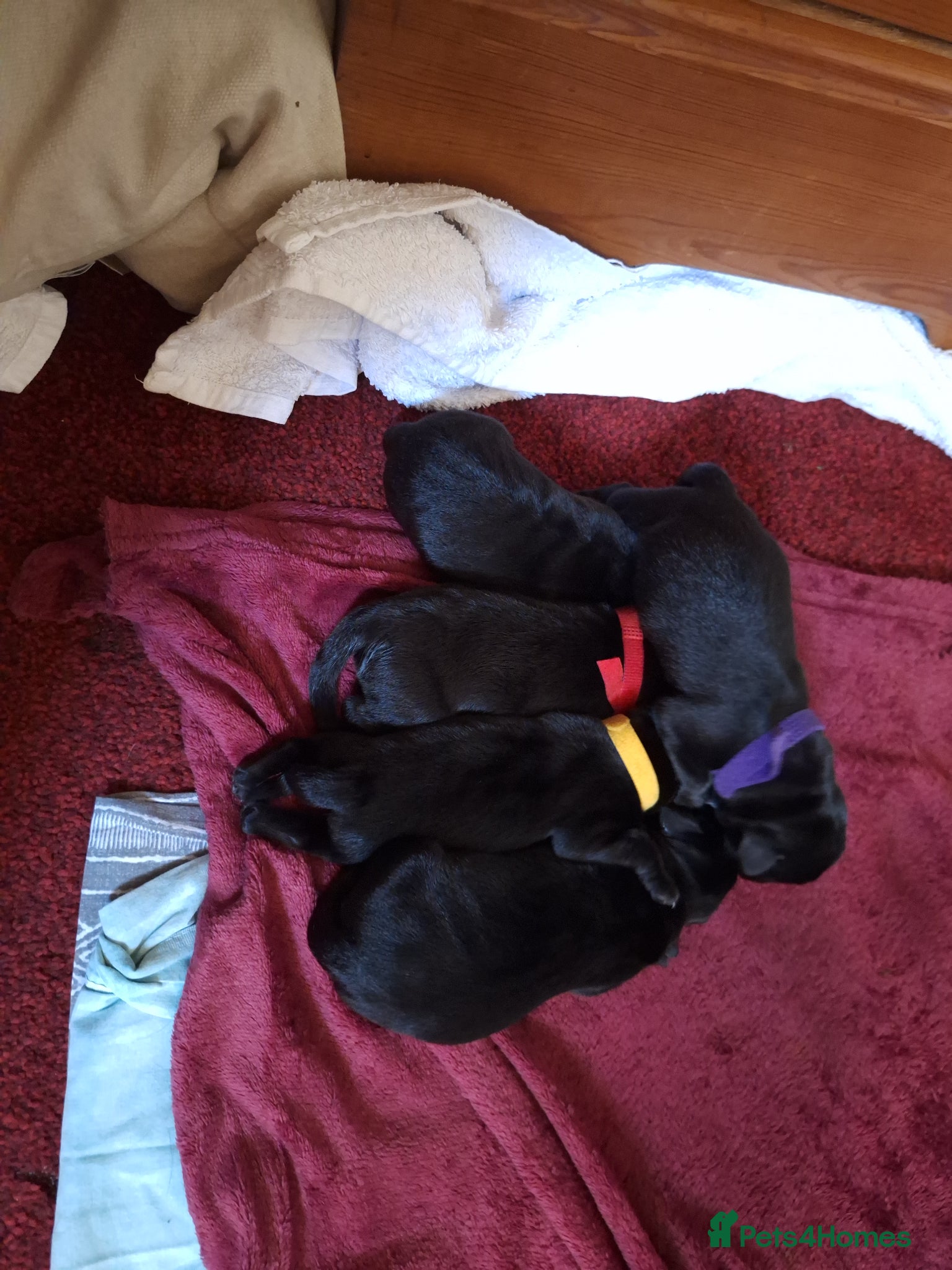 Labrador Retriever dogs Show Type Labrador Retriever Puppies - Advert 2