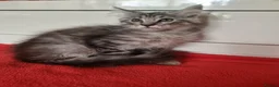 Maine Coon cats for sale: Beautiful Maine Coon Kittens  - Advert 10