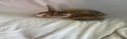 Harlequin rabbits for sale: English spot buck & harlequins  - Advert 7