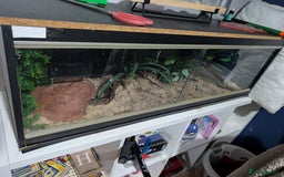 Python Snake reptiles for sale: Male royle python and enclosure  - Image 4