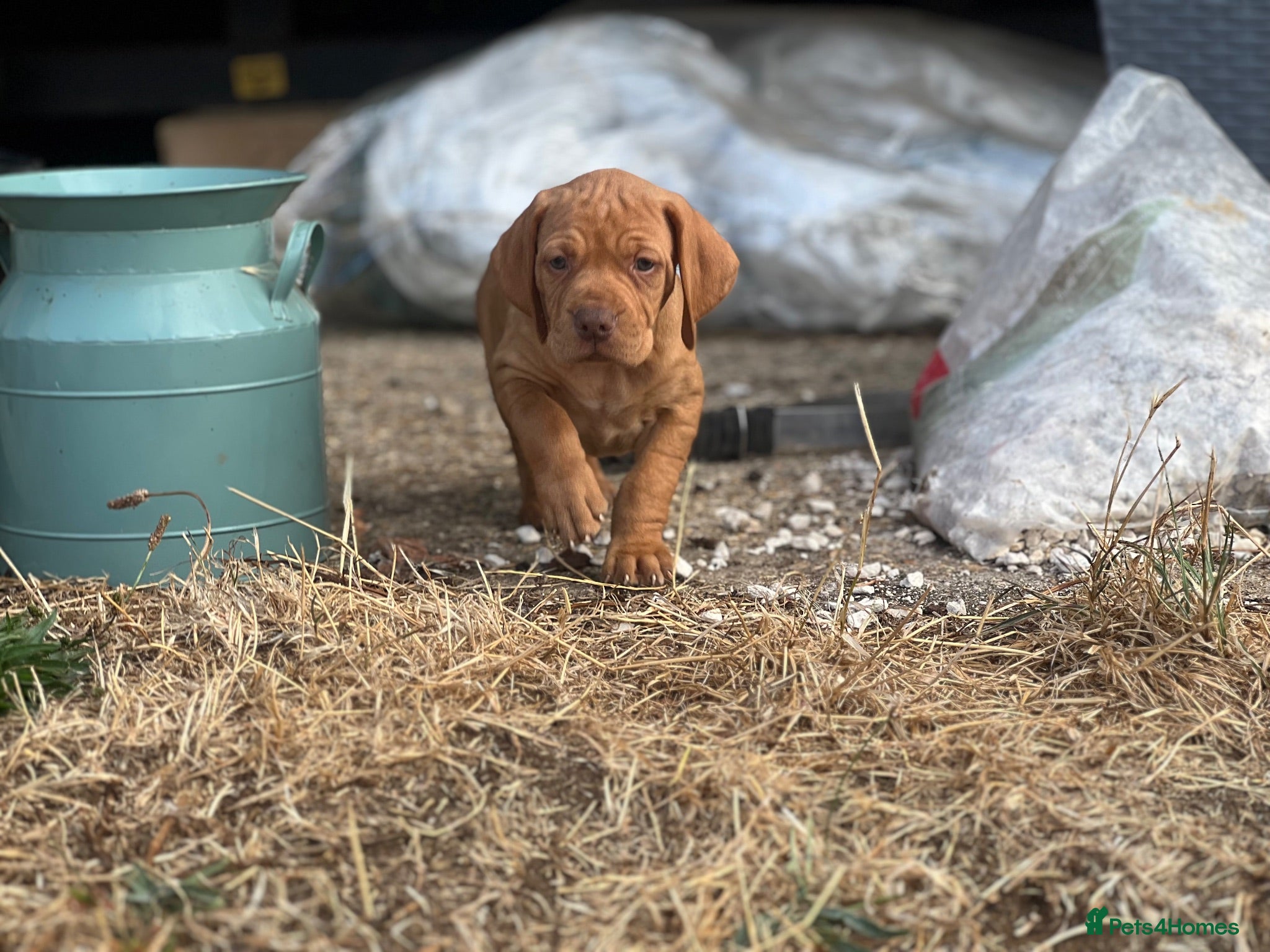 Hungarian Vizsla dogs Crufts Best in Show & Elite working Bloodlines - Advert 1