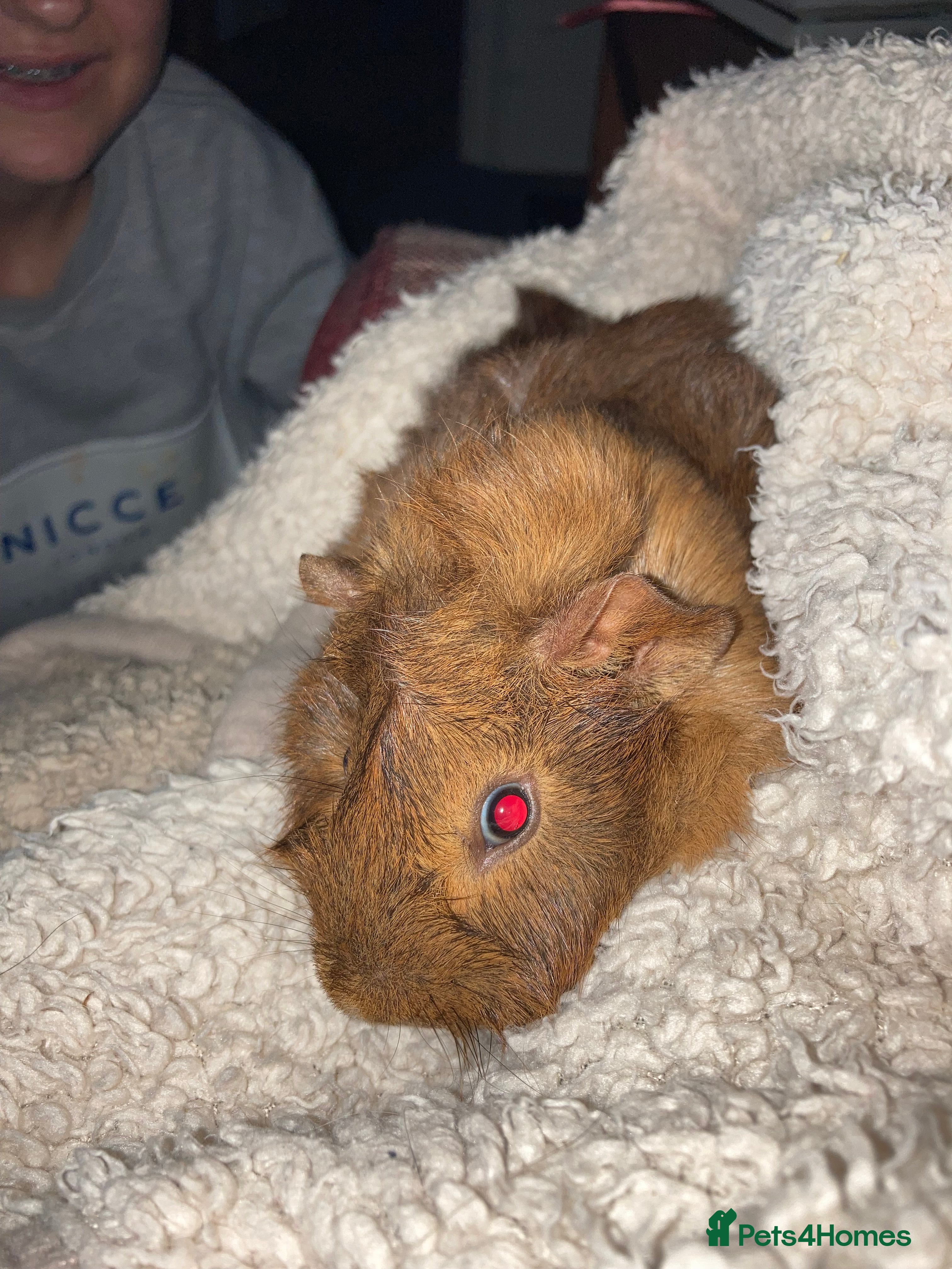 Guinea Pig rodents Guinea Pigs  - Advert 15