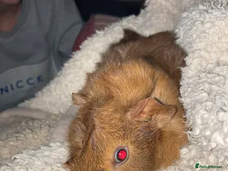 Guinea Pig rodents Guinea Pigs - Advert 15