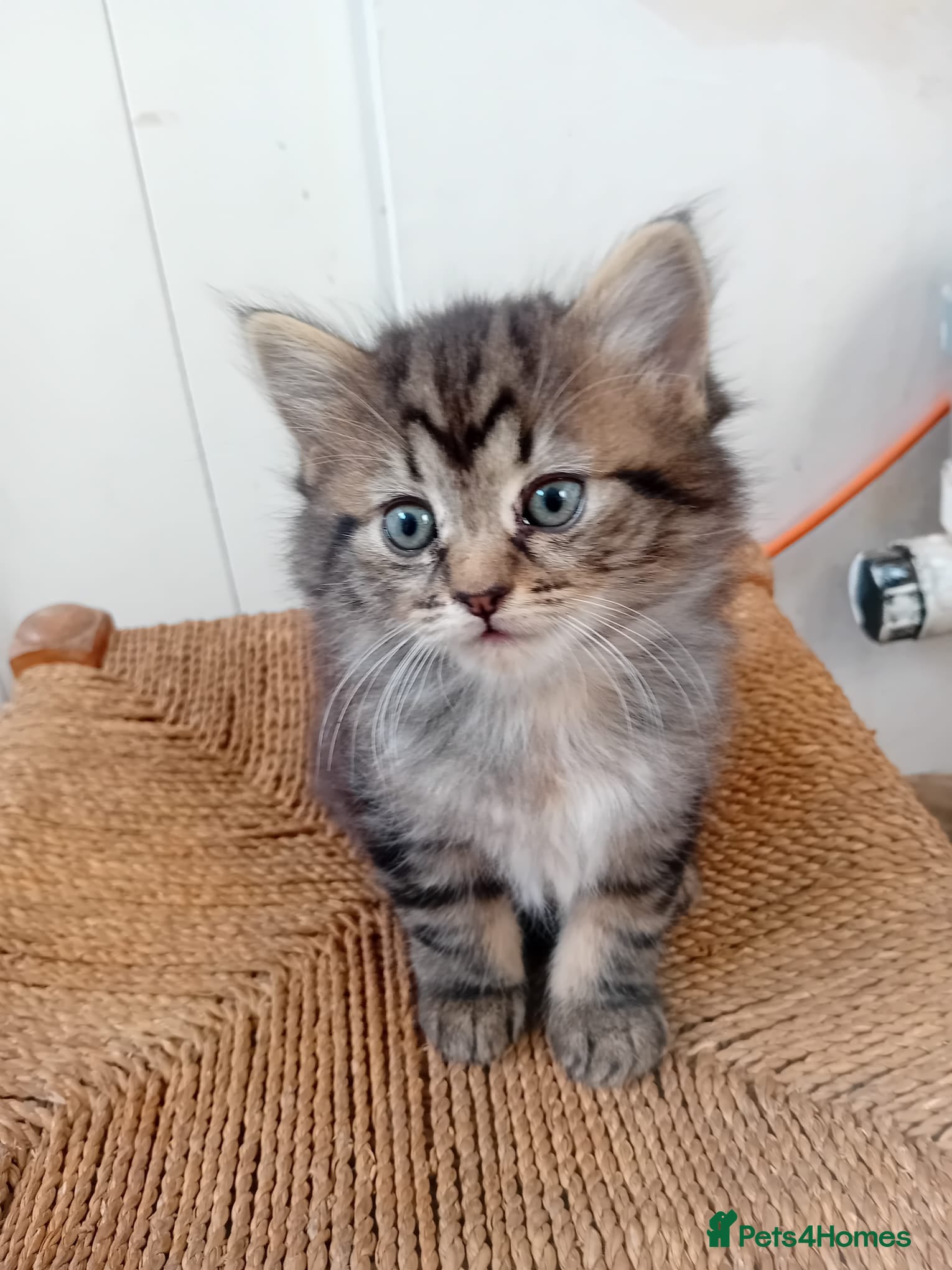 Mixed Breed cats Kittens for sale - Advert 2