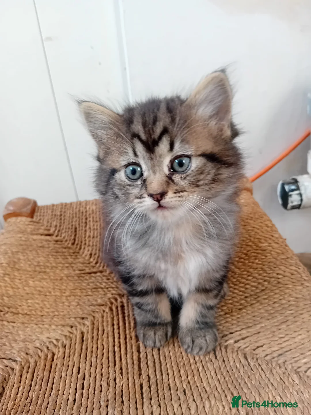 Mixed Breed cats for sale: Kittens for sale - Advert 1