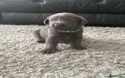 Labrador Retriever dogs for sale: Stunning Charcoal Labrador puppies - Image 8