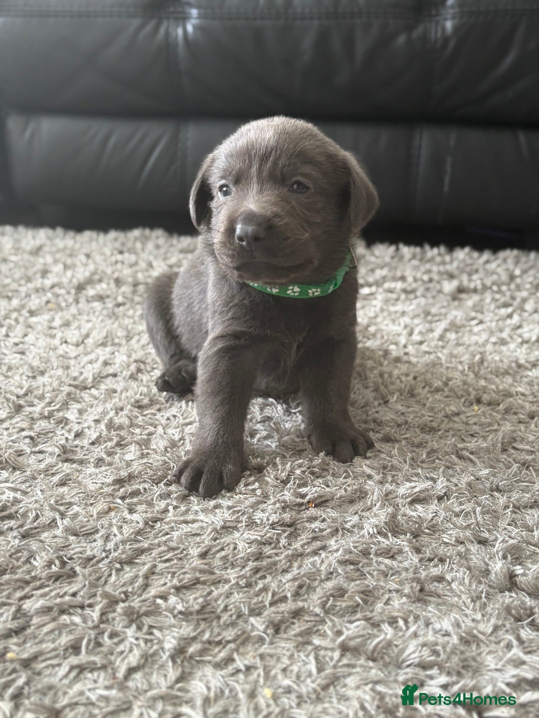 Labrador Retriever dogs for sale: Stunning Charcoal Labrador puppies - Image 8