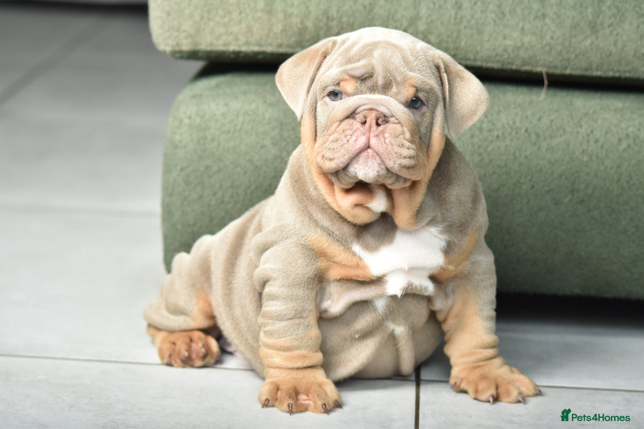 English Bulldog dogs Like Father Like Son 1 Male pup available - Advert 1