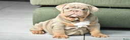 English Bulldog dogs for sale: Like Father Like Son 1 Male pup available in Burnley - Advert 1
