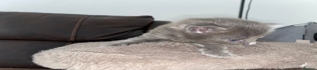 Solid Grey 2