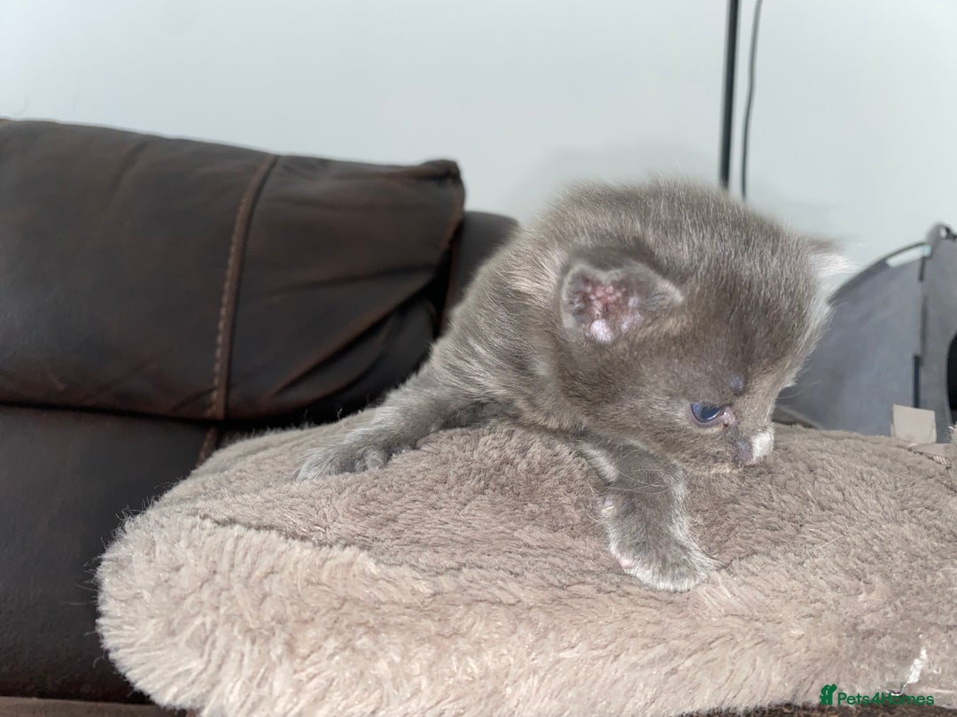 Domestic Shorthair cats for sale: 5 Adorable Kittens Seeking New Homes - Image 5