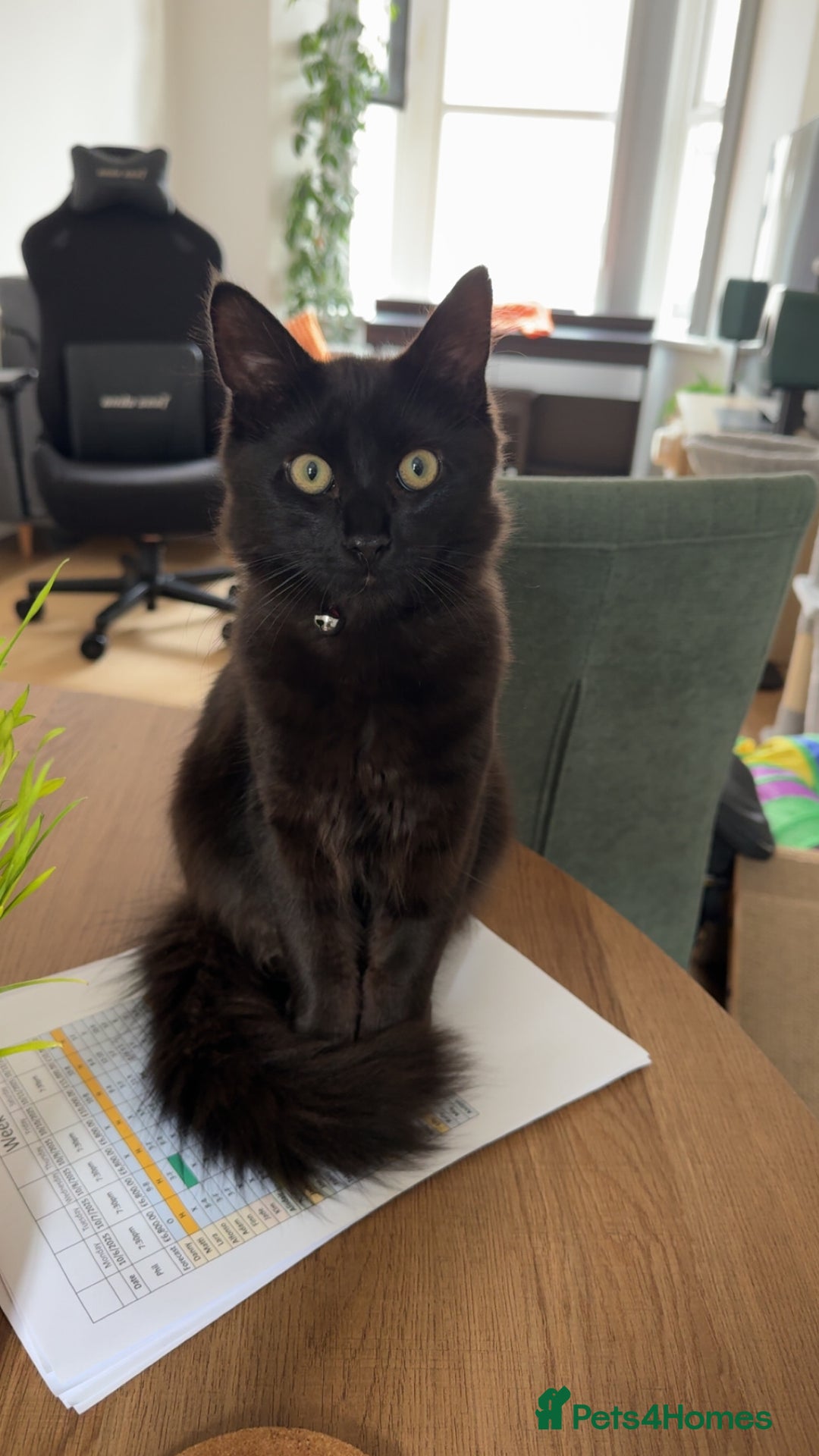 Mixed Breed cats for sale: 7 month old brother & sister looking for new home - Advert 29