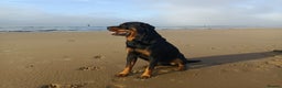 Rottweiler dogs for stud: Rottweiler for stud full pedigree, health tested  in Prescot - Advert 5