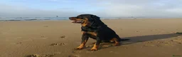 Rottweiler dogs for stud: Rottweiler for stud full pedigree, health tested  in Prescot - Advert 7