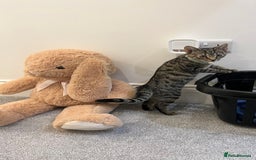 Bengal cats for sale: Bengal X Tabby kitten for sale - Image 3