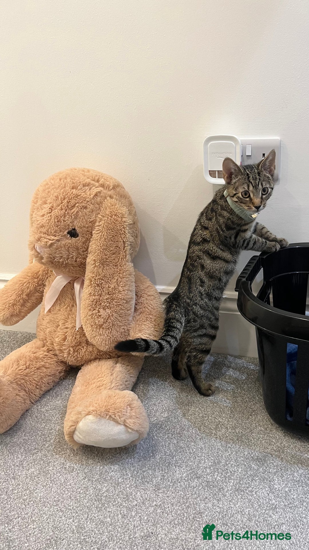 Bengal cats for sale: Bengal X Tabby kitten for sale - Image 3