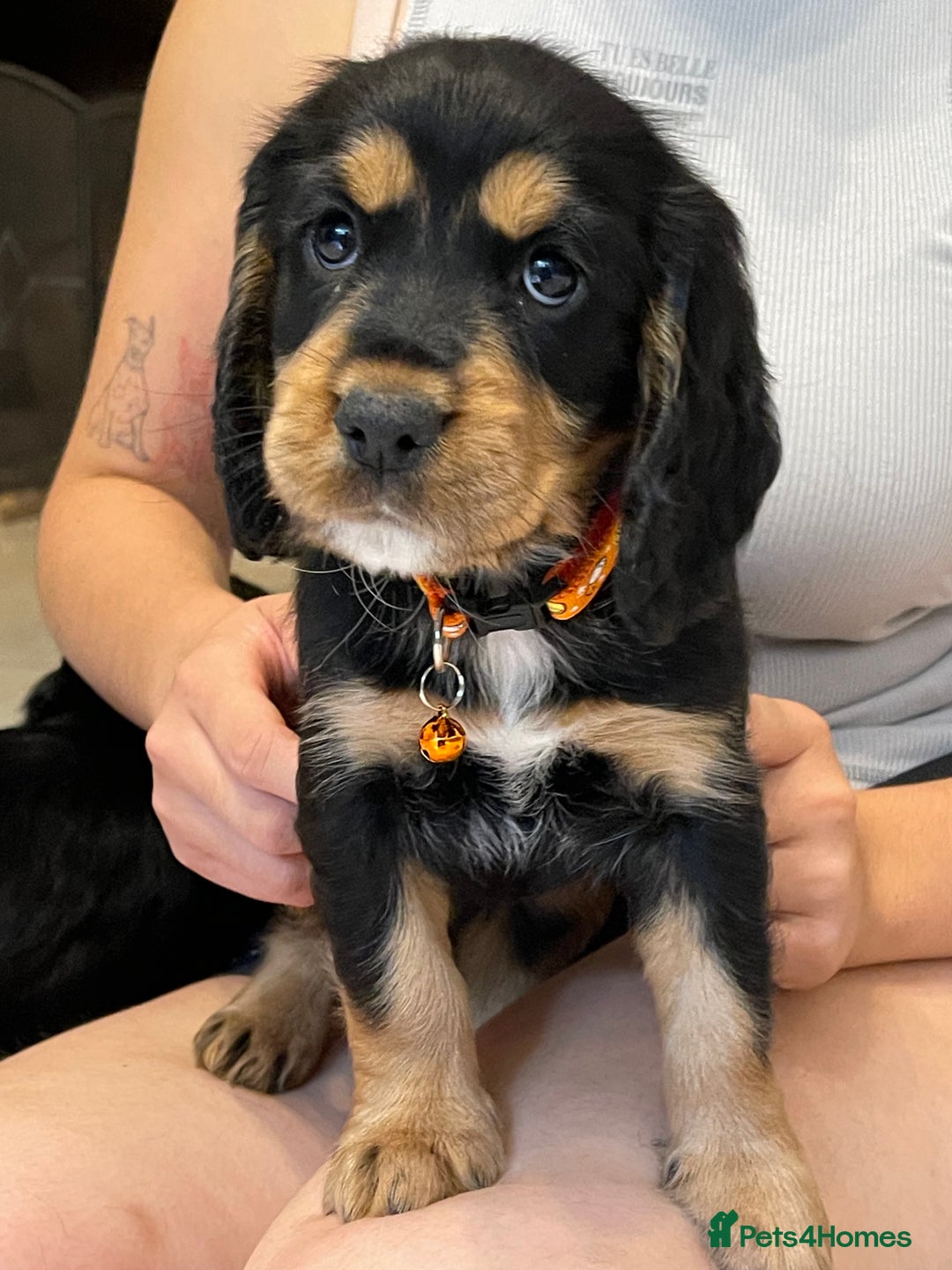 Sprocker dogs for sale: Beautiful Sprocker puppies HEALTH TESTED PARENTS - Image 15