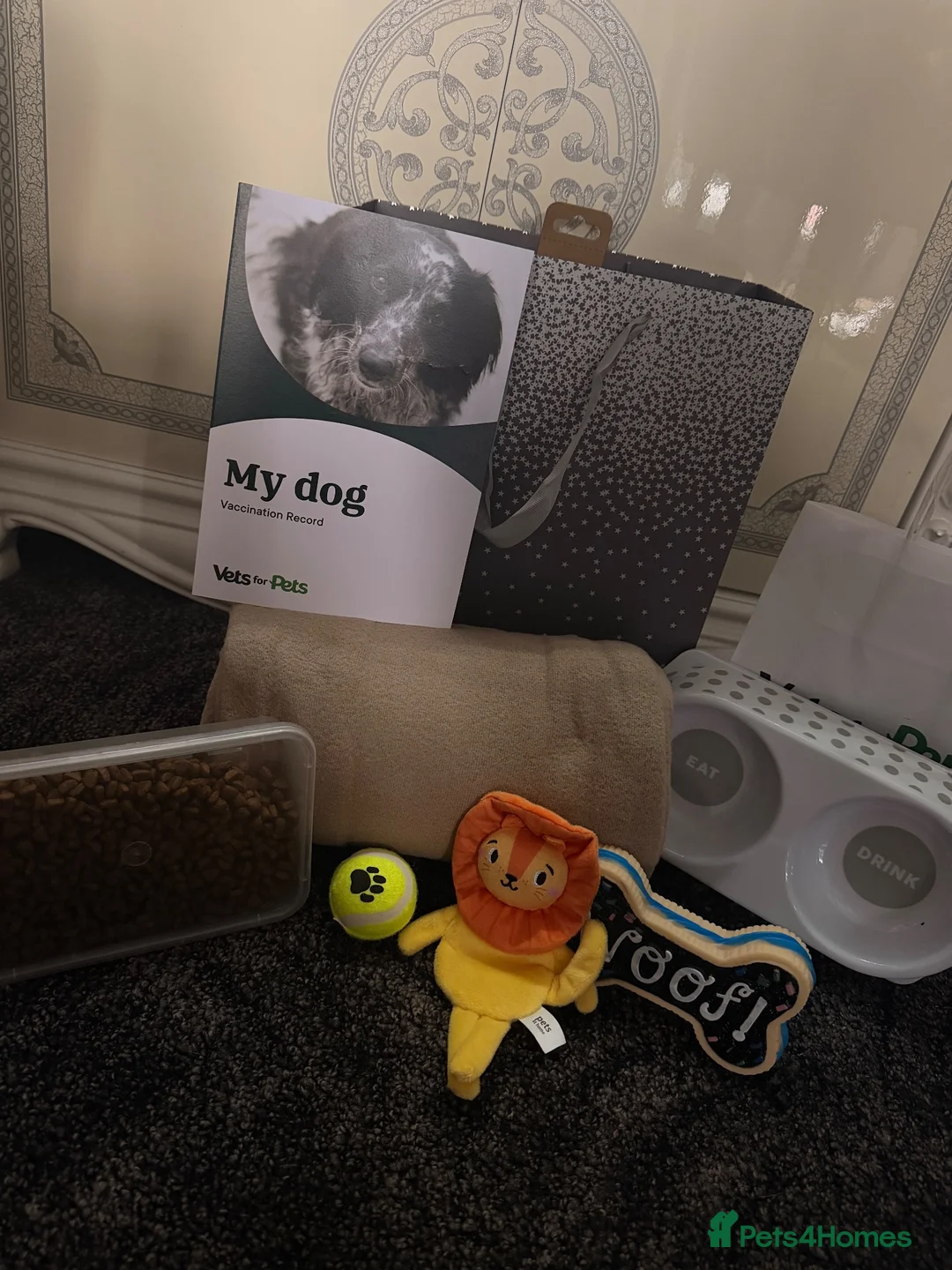 Chihuahua dogs for sale: Chihuahua puppies🩷🩵 - Advert 9