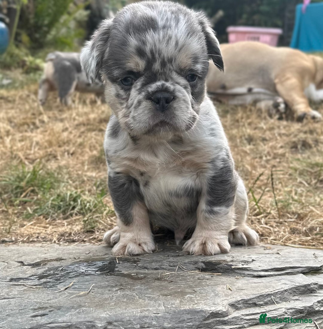 French Bulldog dogs for sale: 7 fluffy French Bulldogs puppies - Image 11
