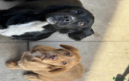Cocker Spaniel dogs for sale: Pick of litter - Image 3
