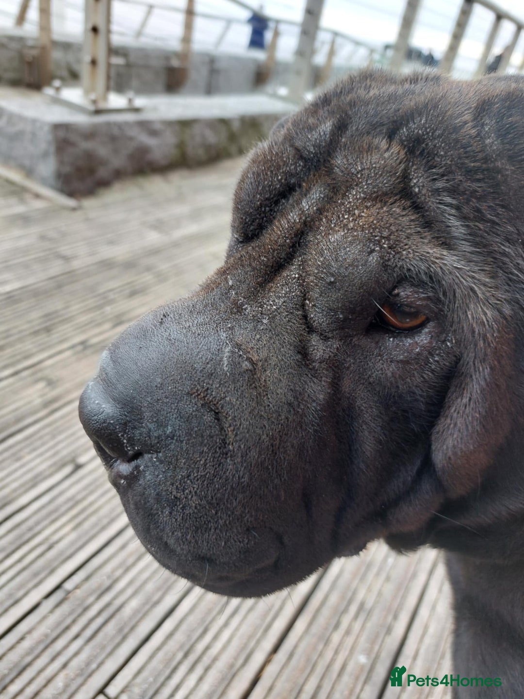 Shar Pei dogs for sale: Shar pei - Image 1