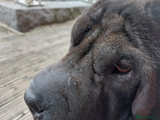 Shar Pei dogs - Advert 1